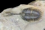 Walliserops Trilobite - Exceptional Shell Quality #64916-7